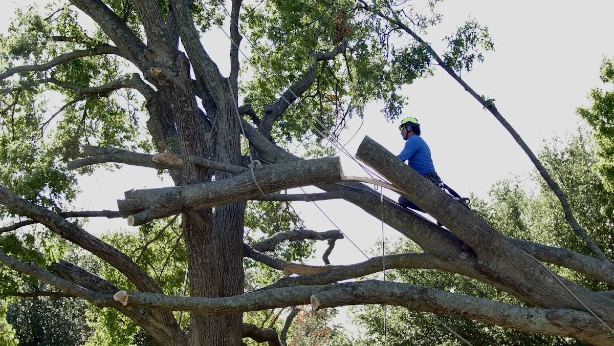 Professional Hazardous Tree Removal performed by certified arborists in Diagonal